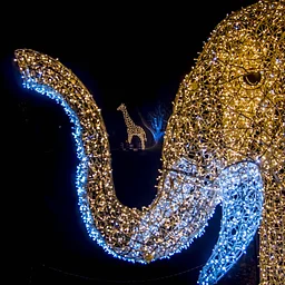 Wild Lights