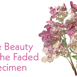 The Beauty of the Faded Specimen: Finding Color in Dried & Aging Botanicals