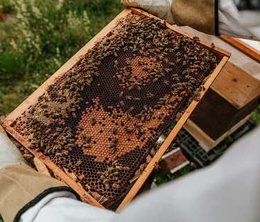 Taste of Terroir: Discover the Magic of Honey