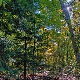Wetland to Woodland: An Ecological Tour of White Cliff