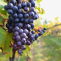 Harvest Season at LaBelle: Immersive Vineyard Tour & Tasting (10/4/26 - Amherst)