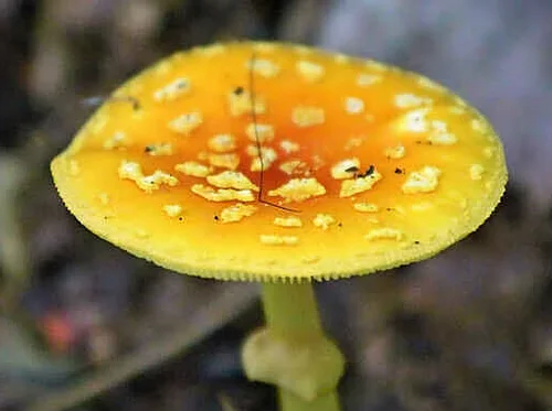 TRY IT! Beginner’s Mushroom Walk at Girty’s Woods