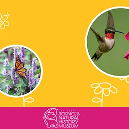 Pollinator Scavenger Hunt