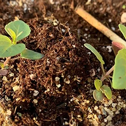 Intro to Soil Biology