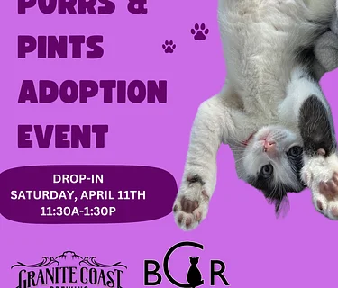Pints and Purrs: Black Cat Rescue Adoption Event