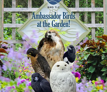 Bird TLC Ambassador Birds in the Garden