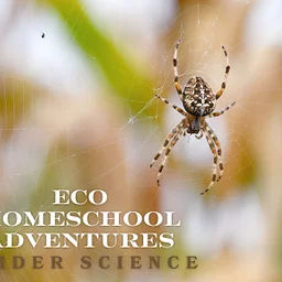 ECO Homeschool Adventures: Spider Science