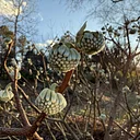 December Garden Tour