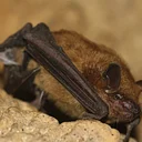 Bats at Bernheim