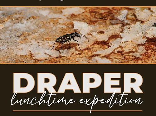 Lunchtime Exhibition: Hot Springs and Cool Beetles