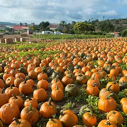 Cal Poly Pomona Pumpkin Festival