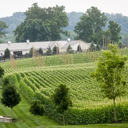Manor Hill Brewing