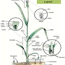 Grass ID workshop – West Glacier