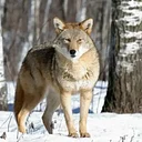 Learn About Coyotes at the Lake of the Sky Amphitheater at Taylor Creek