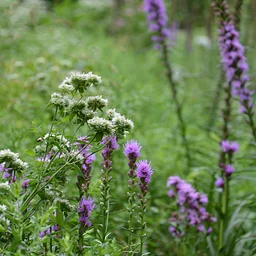 Introduction to Water-Wise Gardening