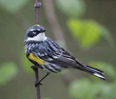 Birding at the Bartlett - April 25