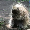 Nature Explorers – Native Species