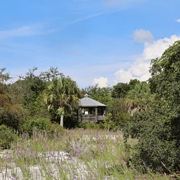 Member Evenings at the Conservancy – Beneath the Surface: Gopher Tortoises and the Christopher B. Smith Preserve