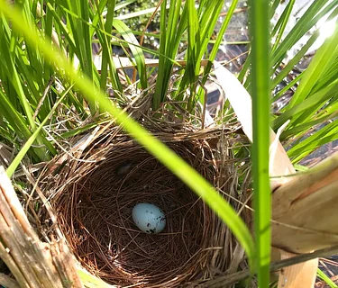 June Bird Monitoring Walk