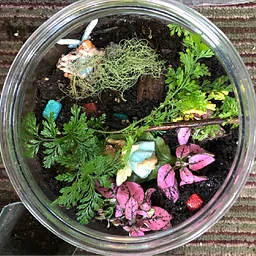 Bonsai Terrarium Building Workshop with Aston Ferns