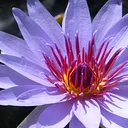 Waterlily Weekend