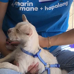 Mobile Adoption Event (Pet Food Express Alameda)