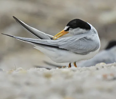 Tuesdays with Tom - Soundview Dunes County Park