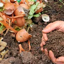 Composting Series: Compost Pile Ecosystems