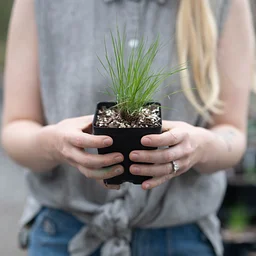 Nursery Workshop: Propagation Intensive
