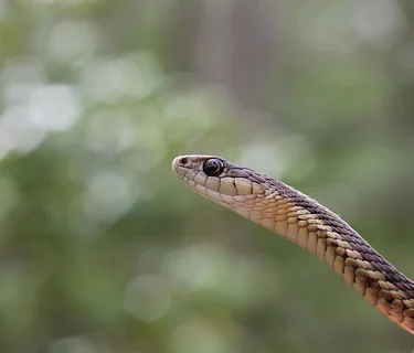 The Beauty of Survival: An Introduction to Reptiles with Russ Walker