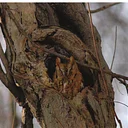 Bird Walk Along the Wissahickon (Part 4) with Troy Bynum