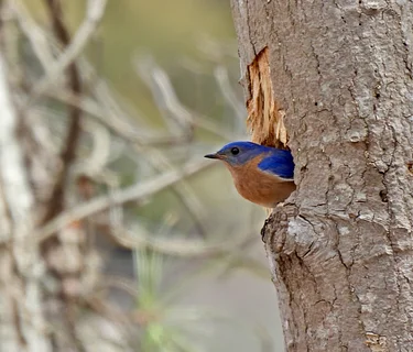 Beginner Birder with Tom Damiani