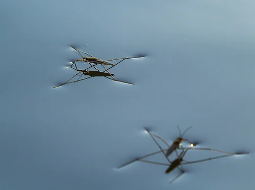 Bug Buddies: Watery Wonders