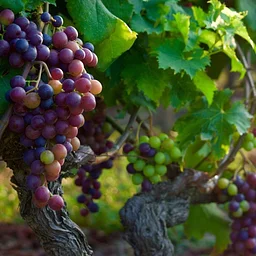 Napa Valley – California 2027October 5 - 7, 2027