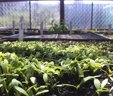 Volunteer at Mission Blue Nursery