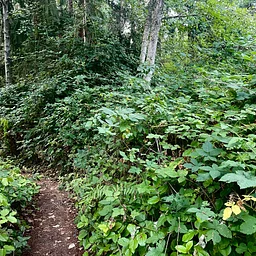 Big Gulch Park Planting Party