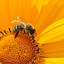 Bees and Beyond: Pollinators at the Arboretum