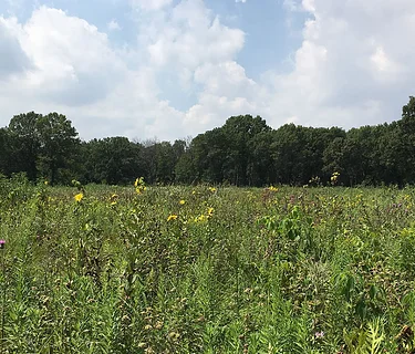 Wild Edibles Walk