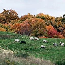 Pastoral Stories of Shepherding