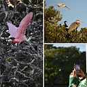 Art & Nature Sunset Tours with the MFA & Tampa Bay Watch Discovery Center