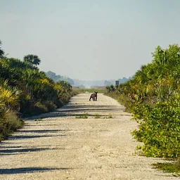 Evening Lecture Series | Picayune Strand State Forest: A Story of Greed and Resilience