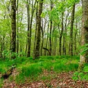 Mindfulness and Well-being Series: Nature and Forest Therapy at Grandfather Mountain