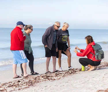 Guided Beach Walk @ Sanibel Siesta