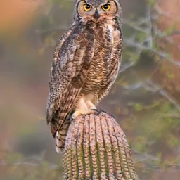 Lecture – Owls of the McDowells