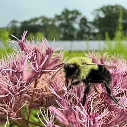 Research Spotlight: Biodiversity in the Solar Pollinator Meadow