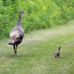 Story Time at SLT Headquarters: Wild Turkeys