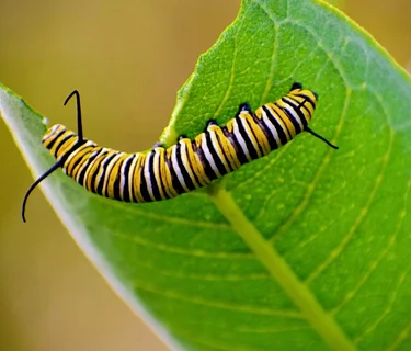 Thursdays in Nature: Bug Detective!