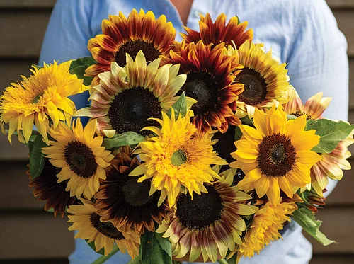 The Science of Sunflowers