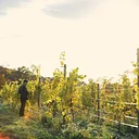 Rhine & Moselle: Wine River Cruise