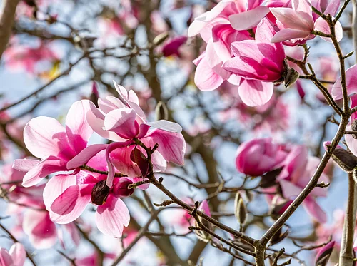 Magnificent Magnolias